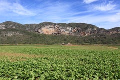 Field Of Tobacco Plantation In Vinales, Cuba Royalty Free Stock Photo