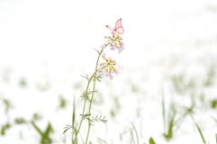 Field pink flowers covered with snow. Snow cyclone in April month stock images Field pink flowers covered with snow. Snow cyclone in April month stock images