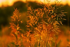 Field Plant Lit By The Sun Royalty Free Stock Image