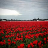 Field of Red Tulips royalty free stock image Field of Red Tulips royalty free stock image