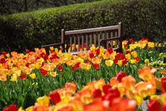 A field of red and yellow tulips with a brown bench at Cantigny Park in Wheaton, Illinois. Stock Photos A field of red and yellow tulips with a brown bench at Cantigny Park in Wheaton, Illinois. Stock Photos