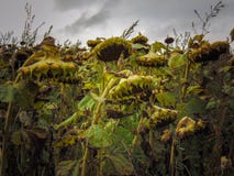 Field of sunflowers royalty free stock images Field of sunflowers royalty free stock images