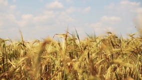 Field of wheat blown by the soft wind with sky on background stock video footage Field of wheat blown by the soft wind with sky on background stock video footage