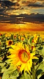 Field With Sunflowers Royalty Free Stock Photo