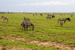 Field With Zebras And Blue Wildebeest Stock Photos