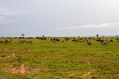 Field With Zebras And Blue Wildebeest And Dirt Road Royalty Free Stock Photo