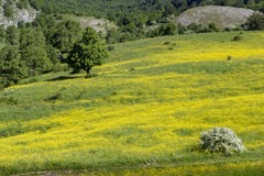 Field with yellow flowers
