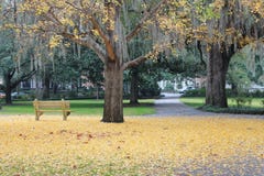 Field of yellow leaves and a park bench Royalty Free Stock Photos Field of yellow leaves and a park bench Royalty Free Stock Photos