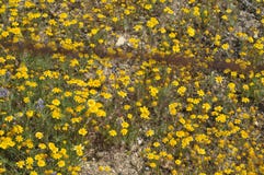 Field of Yellow Wildflowers in Full Bloom on Desert Floor Stock Photography Field of Yellow Wildflowers in Full Bloom on Desert Floor Stock Photography
