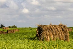 Fields and meadows royalty free stock images Fields and meadows royalty free stock images
