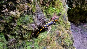 Fiery salamander in a natural environment, on stones with green stock photo Fiery salamander in a natural environment, on stones with green stock photo