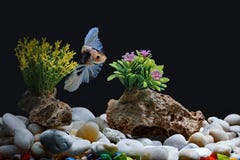 Fighting Fish, Siamese Fish, In A Fish Tank Decorated With Pebbles And Trees, Black Background Royalty Free Stock Photo