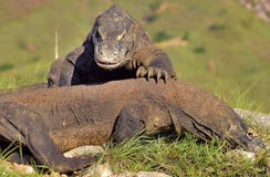 The Fighting Komodo dragons stock image The Fighting Komodo dragons stock image
