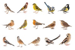 Fije de los pequeños pájaros de la canción aislados en el fondo blanco foto de archivo Fije de los pequeños pájaros de la canción aislados en el fondo blanco foto de archivo