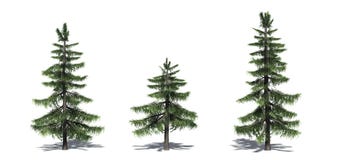 Fije de árboles de cedro de Alaska con la sombra en el piso ilustración del vector Fije de árboles de cedro de Alaska con la sombra en el piso ilustración del vector