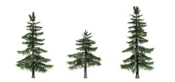 Fije de árboles de cedro de Alaska ilustración del vector Fije de árboles de cedro de Alaska ilustración del vector