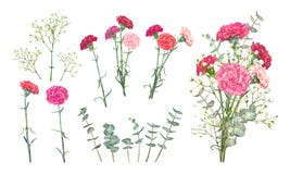 Fije las flores del clavel ilustración del vector Fije las flores del clavel ilustración del vector