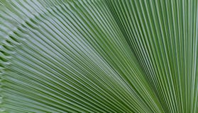 Fiji fan palm leave texture. royalty free stock image Fiji fan palm leave texture. royalty free stock image