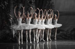 A fila branca da cisne imagens de stock A fila branca da cisne imagens de stock