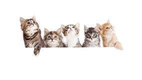 Fila de los gatitos lindos que cuelgan sobre la bandera blanca imagenes de archivo Fila de los gatitos lindos que cuelgan sobre la bandera blanca imagenes de archivo