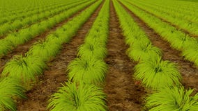 Filas de plantas y de la granja orgánica del tablero de madera almacen de video Filas de plantas y de la granja orgánica del tablero de madera almacen de video