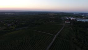 Filas del viñedo en la oscuridad Filas del viñedo en la oscuridad