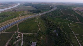 Filas del viñedo en la oscuridad Filas del viñedo en la oscuridad