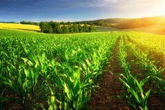 Filas iluminadas por el sol de las plantas de maíz Filas iluminadas por el sol de las plantas de maíz
