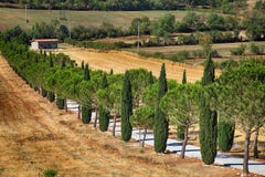 File degli alberi di cipresso e del pino e strada campestre, Toscana, Italia fotografia stock libera da diritti File degli alberi di cipresso e del pino e strada campestre, Toscana, Italia fotografia stock libera da diritti