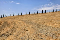 File degli alberi di cipresso italiano e paesaggio rurale del campo giallo, Tus immagini stock File degli alberi di cipresso italiano e paesaggio rurale del campo giallo, Tus immagini stock