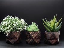 A fileira do teste padr?o tr?s de madeira marrom pintou plantadores concretos geom?tricos com plantas da flor Potenci?metros conc imagem de stock A fileira do teste padr?o tr?s de madeira marrom pintou plantadores concretos geom?tricos com plantas da flor Potenci?metros conc imagem de stock
