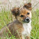 Filhote de cachorro Foto de Stock Royalty Free Filhote de cachorro Foto de Stock Royalty Free