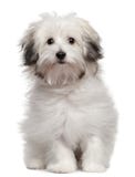 Filhote de cachorro bolonhês, 6 meses velho, sentando-se imagens de stock Filhote de cachorro bolonhês, 6 meses velho, sentando-se imagens de stock