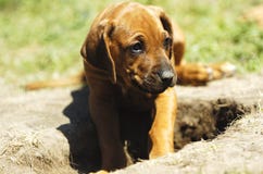 Filhote de cachorro bonito imagens de stock Filhote de cachorro bonito imagens de stock