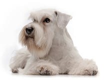 Filhote de cachorro branco do schnauzer diminuto fotos de stock royalty free Filhote de cachorro branco do schnauzer diminuto fotos de stock royalty free