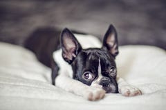 Filhote de cachorro de Boston Terrier Fotografia de Stock Royalty Free Filhote de cachorro de Boston Terrier Fotografia de Stock Royalty Free