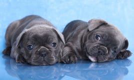 Filhote de cachorro do buldogue francês Imagem de Stock Filhote de cachorro do buldogue francês Imagem de Stock