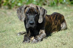 Filhote de cachorro do grande dinamarquês Imagens de Stock Filhote de cachorro do grande dinamarquês Imagens de Stock