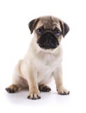 Filhote de cachorro do Pug Filhote de cachorro do Pug