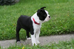 Filhote de cachorro do terrier de Boston Imagens de Stock Filhote de cachorro do terrier de Boston Imagens de Stock
