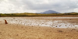 Filhote de cachorro na praia de Carrigart, Co Donegal, Irlanda imagens de stock Filhote de cachorro na praia de Carrigart, Co Donegal, Irlanda imagens de stock