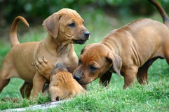 Filhotes de cachorro foto de stock Filhotes de cachorro foto de stock