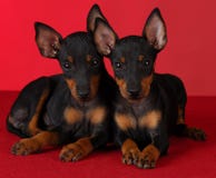 Filhotes de cachorro do terrier de Manchester Foto de Stock Filhotes de cachorro do terrier de Manchester Foto de Stock