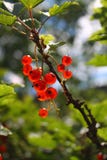 Filial av röda vinbär på en blured naturlig bakgrund royaltyfri foto Filial av röda vinbär på en blured naturlig bakgrund royaltyfri foto