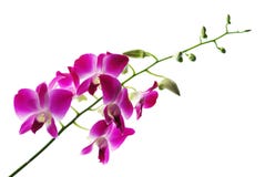 Filiale delle orchidee viola isolate su bianco Immagine Stock Libera da Diritti Filiale delle orchidee viola isolate su bianco Immagine Stock Libera da Diritti