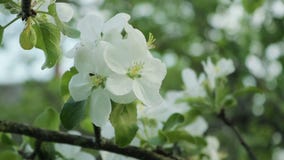 Filialer med blommor av Apple träd som svänger i vinden Filialer med blommor av Apple träd som svänger i vinden