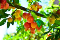 Filialer med inte mogen gul röd frukt för körsbärsröd plommon i trädgården arkivfoton Filialer med inte mogen gul röd frukt för körsbärsröd plommon i trädgården arkivfoton