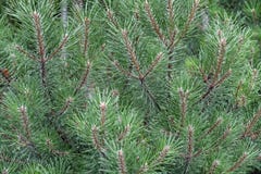 filialgreen sörjer treen royaltyfri bild filialgreen sörjer treen royaltyfri bild