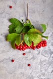 Filialviburnum med gräsplansidor på betong fotografering för bildbyråer Filialviburnum med gräsplansidor på betong fotografering för bildbyråer