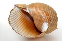 Filigree Big Greek Snail Shell Royalty Free Stock Photography